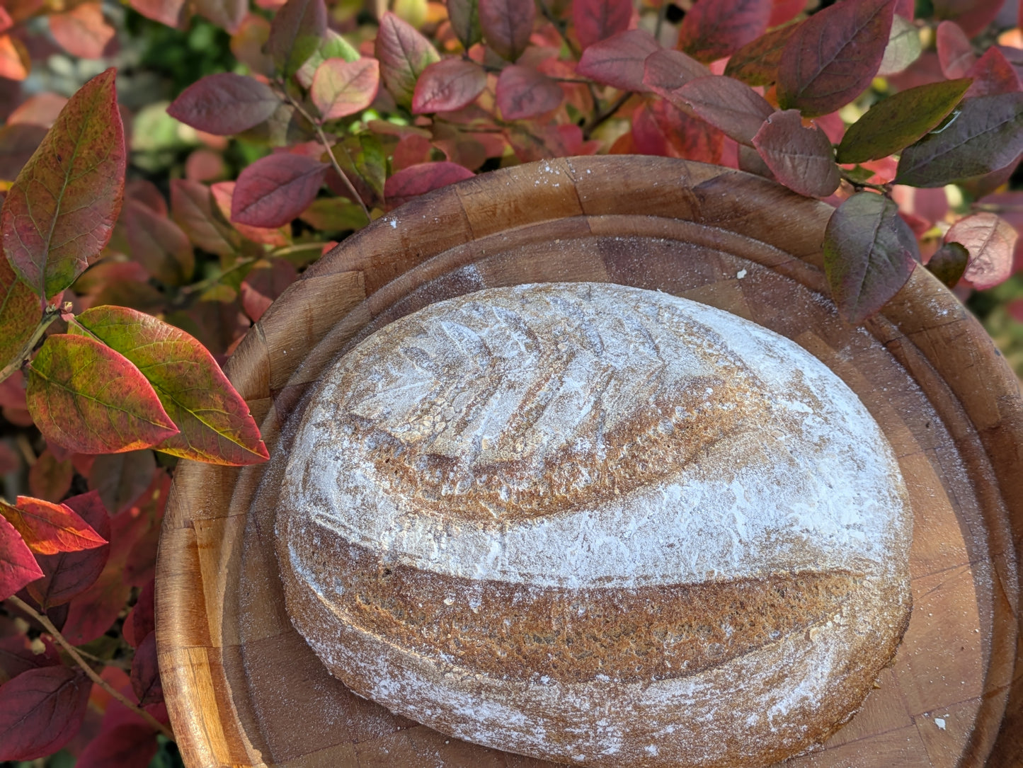 Sourdough Batard made with Gluten Alternative Grains