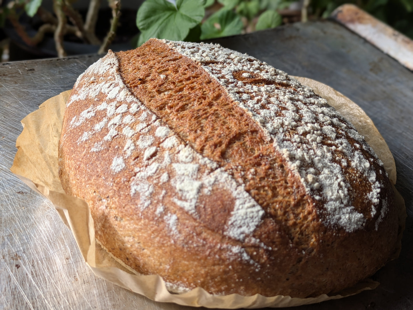 Sourdough Batard made with Gluten Alternative Grains