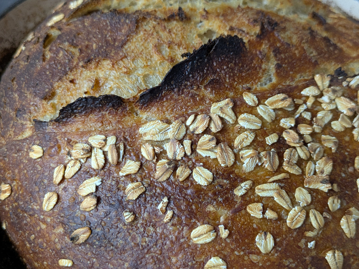 Khorasan Oatmeal
