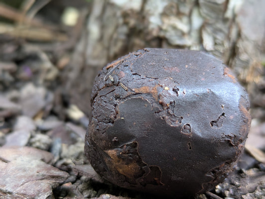 River Round: Chocolate (8 count, 5g protein)